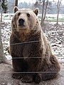 Bear in Zoo Tábor