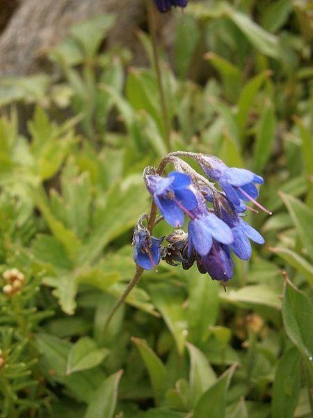 File:Mertensia primuloides 002.JPG