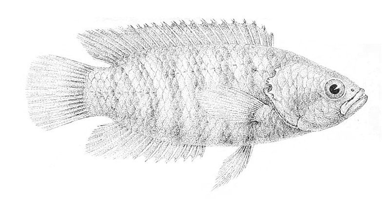 File:Microctenopoma nanum.jpg