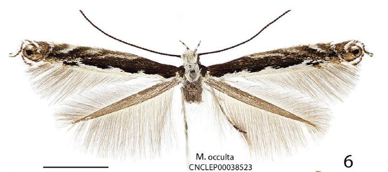 File:Micrurapteryx occulta.JPG