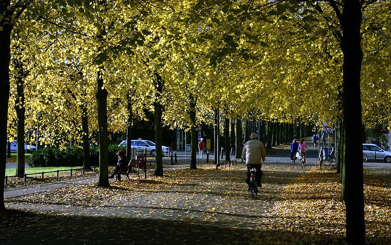 File:Muenster Promenade 6457.jpg