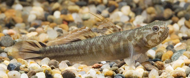 File:Mugilogobius abei (Shizuoka,Japan).jpg