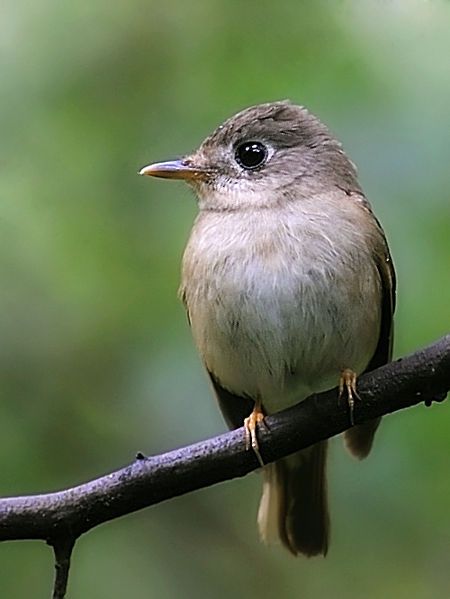 File:Muscicapa muttui.jpg