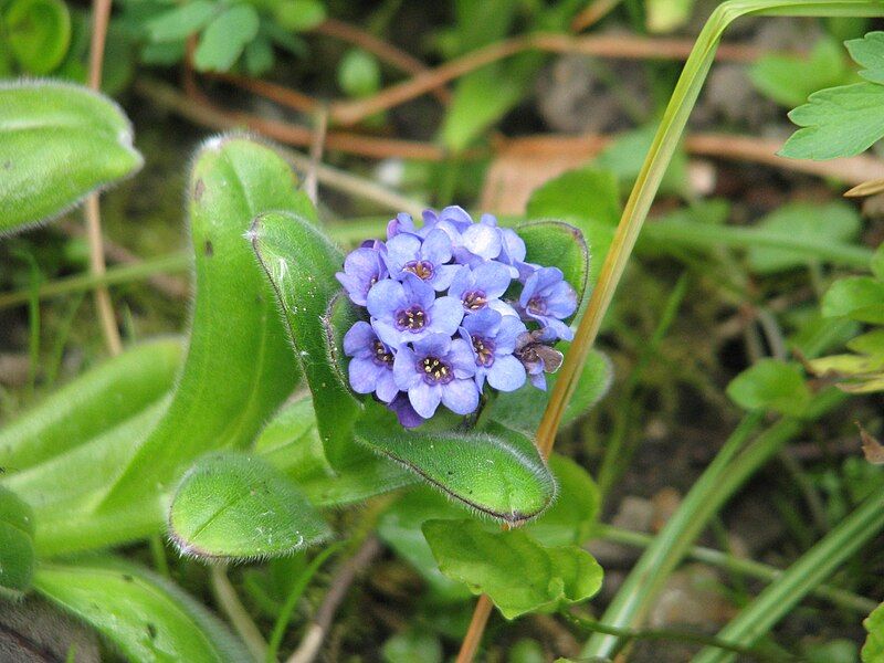 File:Myosotis capitata (14200185403).jpg