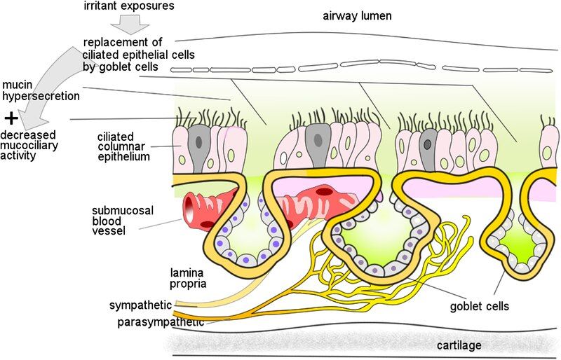 File:Neural abnormalities.tif