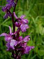 Orchis mascula