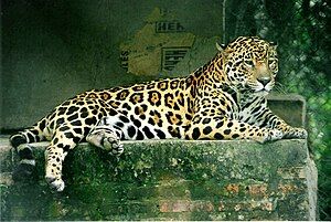 A jaguar at a wildlife rescue & rehabilitation centre in Formosa Province, Argentina.