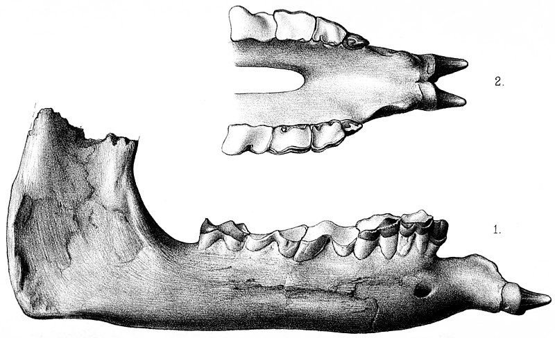 File:Paraceratherium.jpg