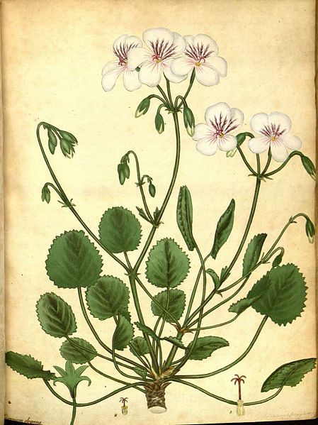 File:Pelargonium elegans.jpg