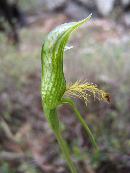 File:Plumed Greenhood.JPG