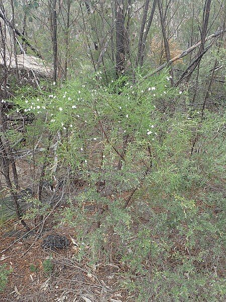 File:Prostanthera nivea habit.jpg