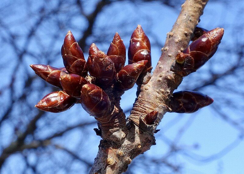 File:Prunus sargentii buds.jpg