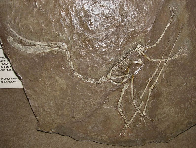 File:Pterodaustro guinazui.jpg