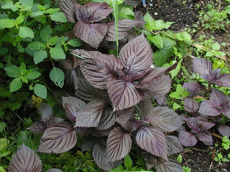 File:Purple Perilla foliage.JPG