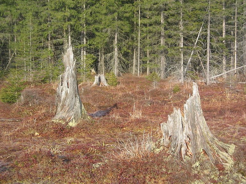 File:Quehanna Stumps 2.jpg