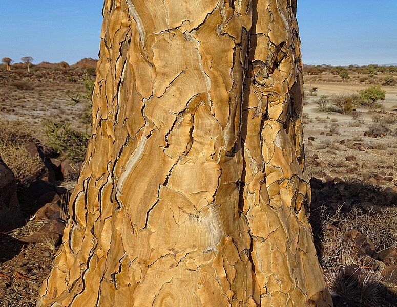 File:Quiver-Tree-Bark.JPG