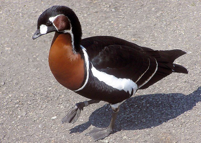 File:Red-breasted goose arp.jpg