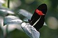 Heliconius erato red postman