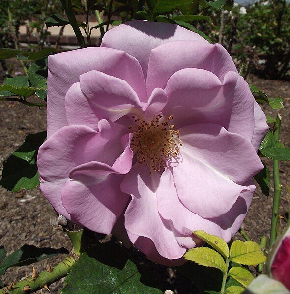 File:Rosa-blueberryhill.jpg