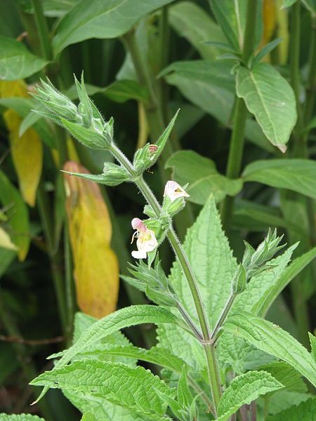 File:Salvia koyamae (14584494086).jpg