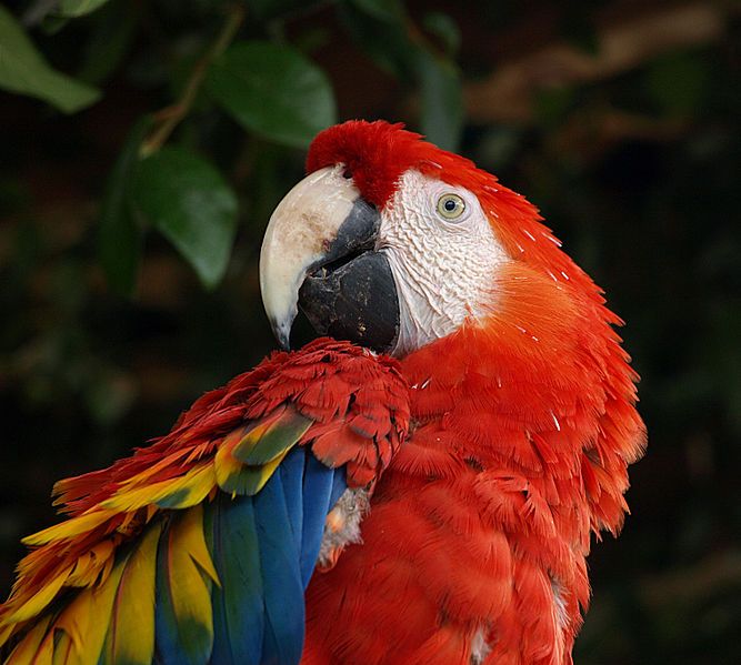 File:Scarlet-Macaw.jpg