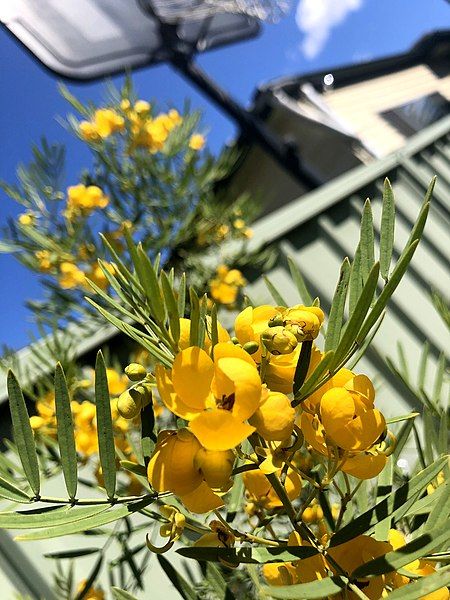 File:Senna odorata.jpg