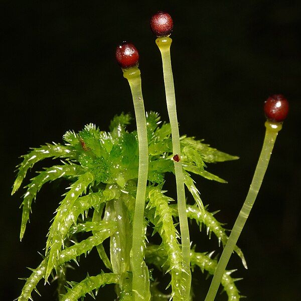 File:Sphagnum squarrosum 318295979.jpg