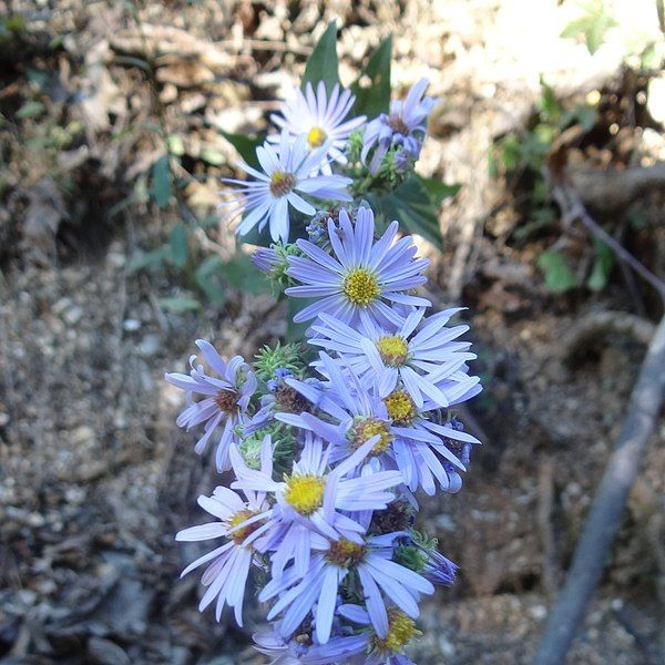 File:Symphyotrichum anomalum 33203725.jpg