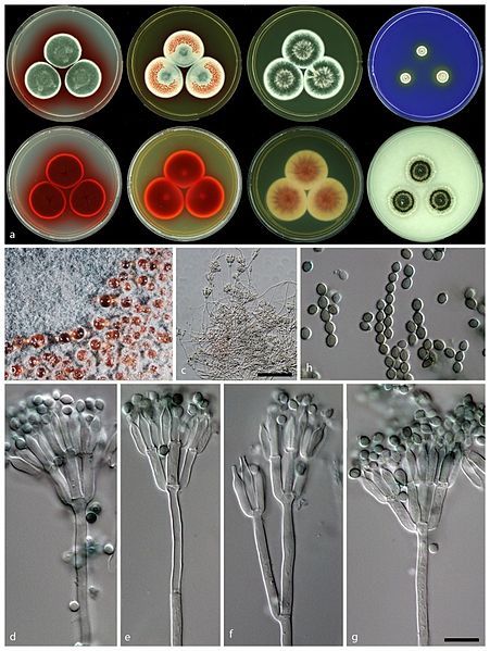 File:Talaromyces atroroseus.jpg