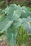 Taro plant.