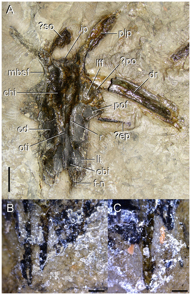 File:Tasmaniosaurus skull roof.png