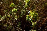 Zamarrilla de Cartagena (Teucrium carthaginense)