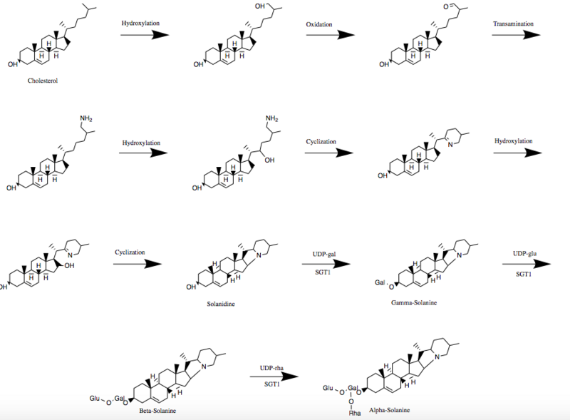 File:Updated solanine biosynthesis.png