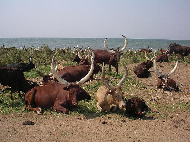 File:Watusi Cattle-Uganda.jpg