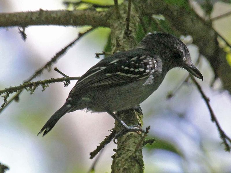 File:Western Slaty-Antshrike RWD.jpg