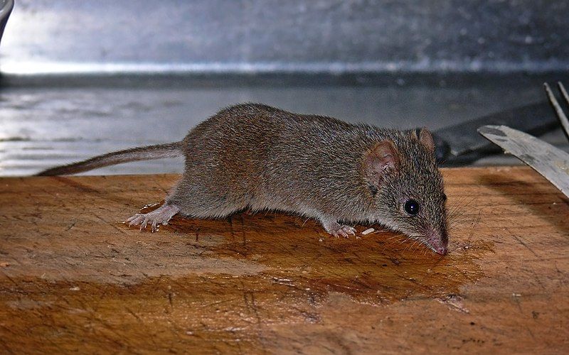 File:Yellow-Footed-Antiechinus--antechinus-Flavipes.jpg