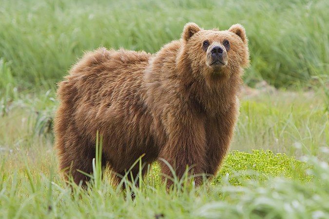 The Kodiak bear, a island dwelling example of the brown bear