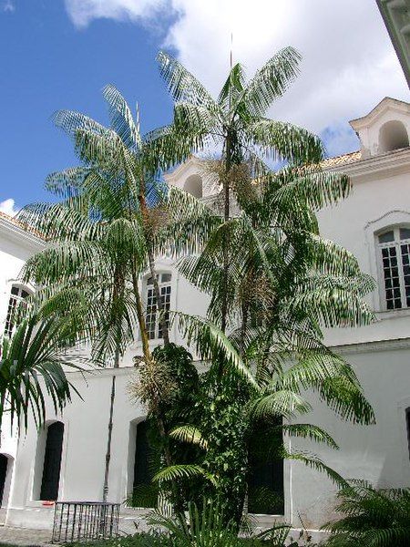 File:Açaizeiro no palácio.JPG