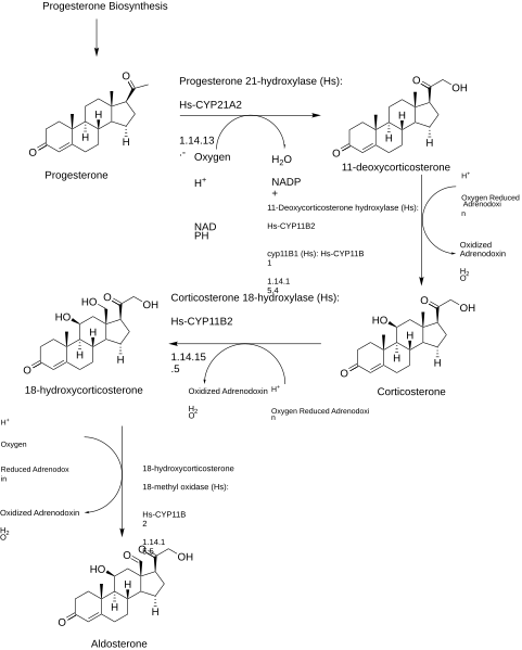 File:ALDOSTERONESynthesis.svg