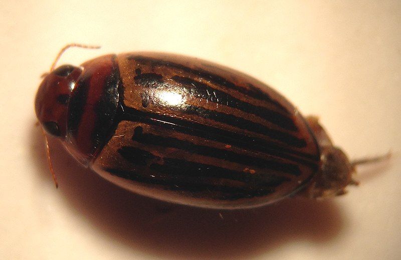 File:Agabus disintegratus 1.JPG