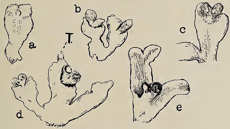 File:Aitchisoniella himalayensis.jpg