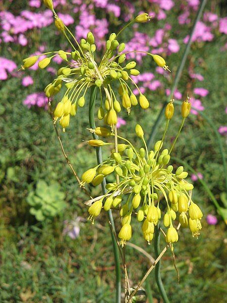 File:Allium flavum02.jpg