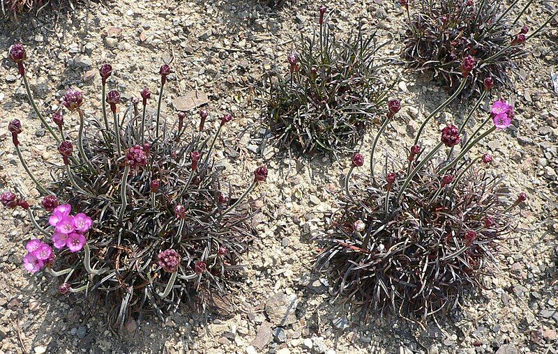 File:Armeria maritima 2.jpg