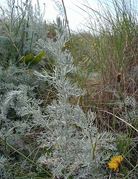 File:Artemisia-maritima.JPG