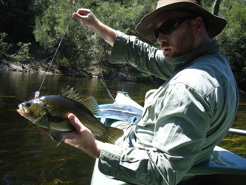 File:Australian bass.JPG