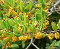 Azara petiolaris