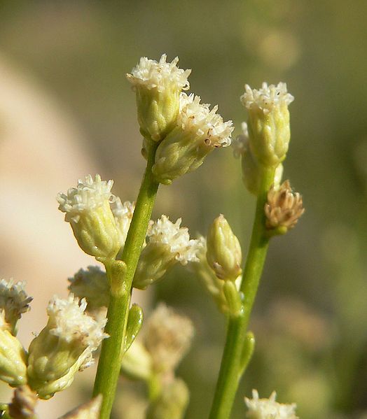 File:Baccharis sergiloides 6.jpg