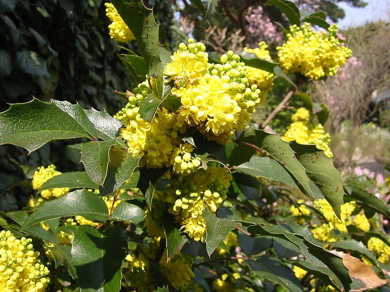 File:Berberidaceae Mahonia nervosa1.JPG