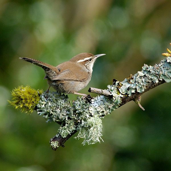 File:Bewicks Wren.jpg