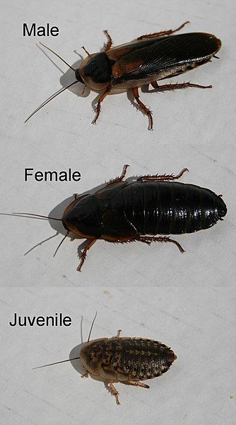 File:Blaptica-Dubia-cockroaches-x3-male-female-juvenile-v2.jpg